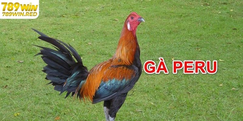 Đá Gà Peru Là Gì? Ưu Điểm Của Gà Peru Tại Đá Gà 789WIN Giới thiệu gà peru lai tạo