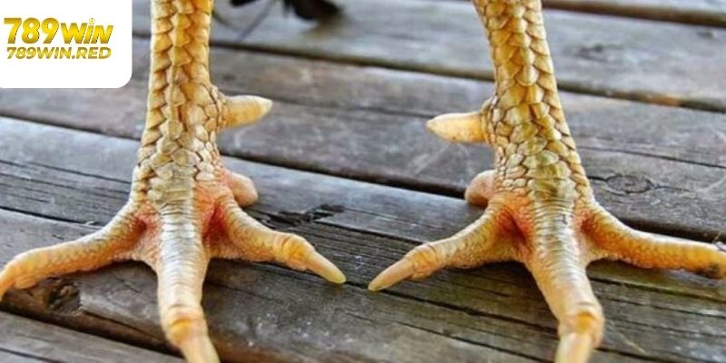 Tổng Hợp Các Vảy Gà Quý Sư Kê Được Người Chơi Săn Đón Tìm hiểu vảy gà quý vi đao