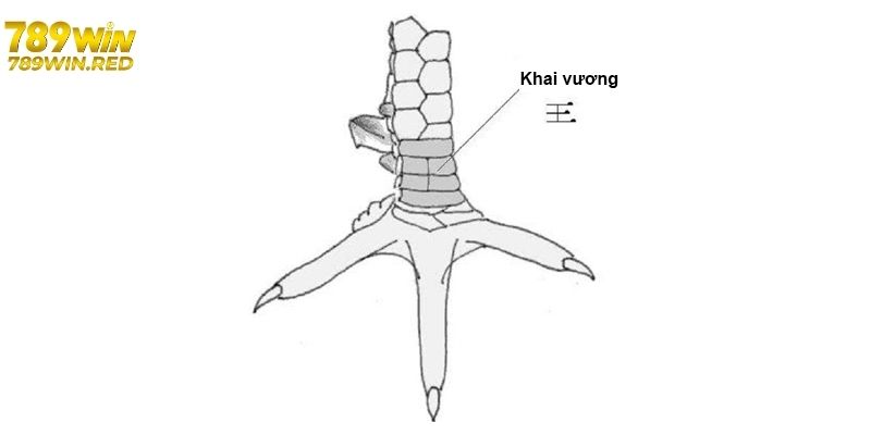Tổng Hợp Các Vảy Gà Quý Sư Kê Được Người Chơi Săn Đón Tìm hiểu vảy gà quý khai vương