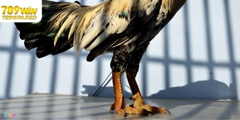 Tổng Hợp Các Vảy Gà Quý Sư Kê Được Người Chơi Săn Đón Nhân giống có vảy gà quý