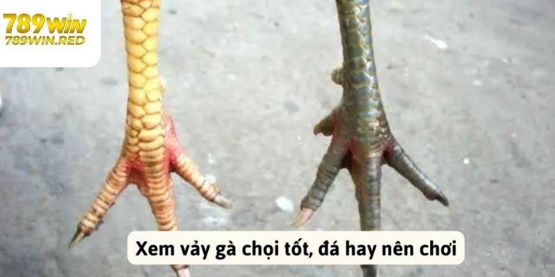 Tổng Hợp Các Vảy Gà Quý Sư Kê Được Người Chơi Săn Đón Tìm hiểu vảy gà quý nhật thớt