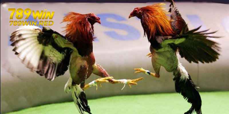 Kinh Nghiệm Chơi Đá Gà Cựa Sắt Tại 789WIN Luôn Thắng Giới thiệu đá gà cựa sắt tại 789WIN