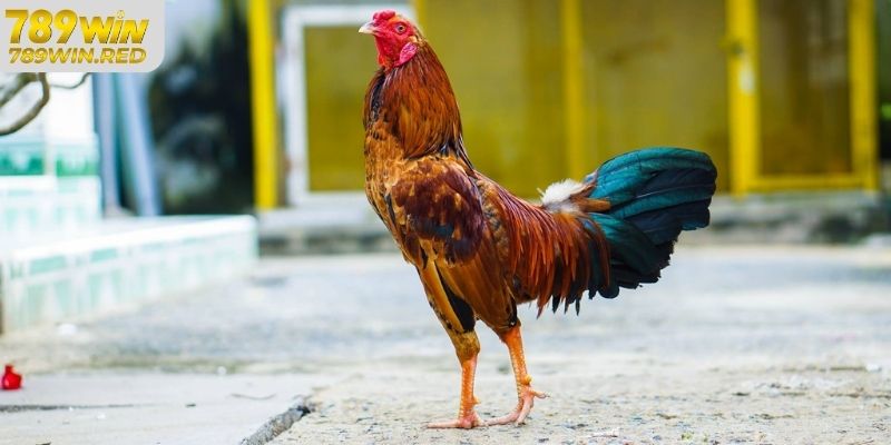 Đá Gà Tre Là Gì? Hình Thức Chơi Chọi Gà Tre Phổ Biến Giới thiệu đá gà tre tại 789WIN