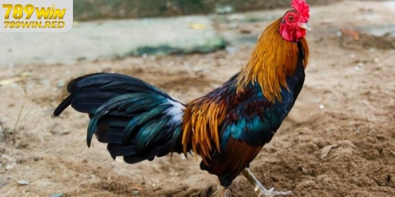 Đá Gà Tre Là Gì? Hình Thức Chơi Chọi Gà Tre Phổ Biến Lý do đá gà tre được yêu thích
