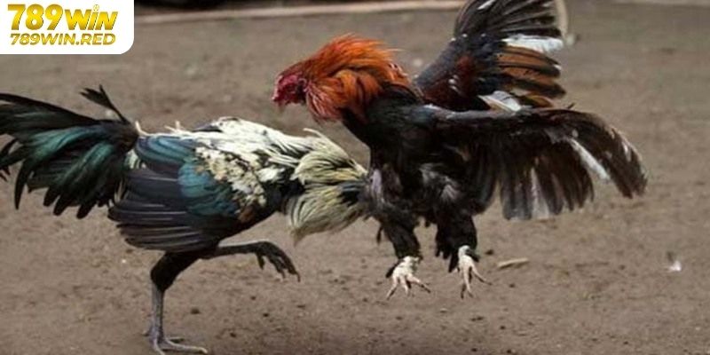 Hướng Dẫn Chơi Đá Gà Cựa Dao Tại 789WIN Trực Tuyến Hấp Dẫn Cách tham gia chơi đá gà cựa dao tại 789WIN