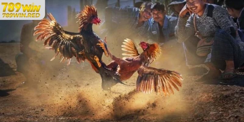 Hướng Dẫn Tham gia Chơi Đá Gà Campuchia Tại Đá Gà 789WIN Luật chơi về đá gà campuchia