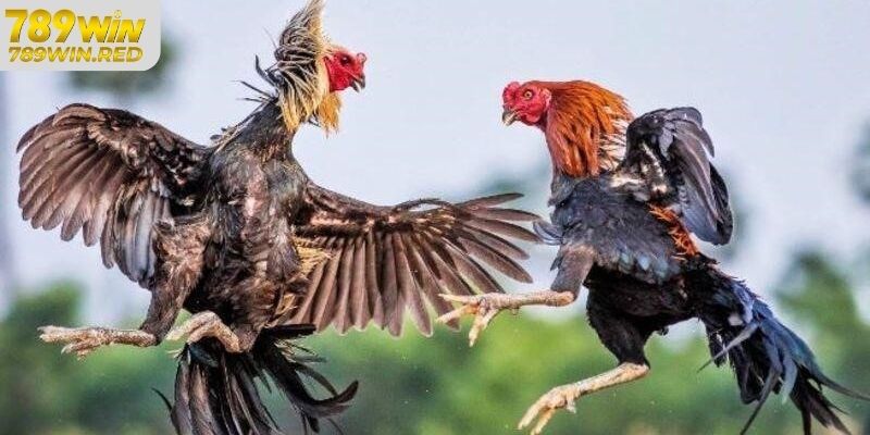 Hướng Dẫn Tham gia Chơi Đá Gà Campuchia Tại Đá Gà 789WIN Ưu điểm về đá gà campuchia