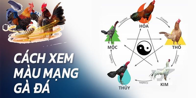 Màu Mạng Gà Đá Yếu Tố Quan Trọng Liên Quan Đến Ngũ Hành Các cách xem màu mạng gà đá