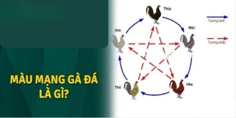Màu Mạng Gà Đá Yếu Tố Quan Trọng Liên Quan Đến Ngũ Hành Giới thiệu màu mạng gà đá tại 789WIN