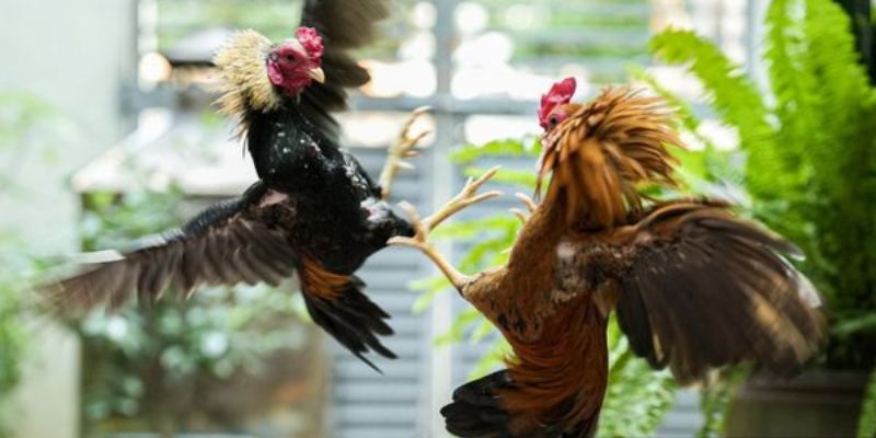 Màu Mạng Gà Đá Yếu Tố Quan Trọng Liên Quan Đến Ngũ Hành Xem màu mạng gà đá theo mệnh